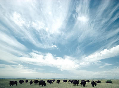 bison grazing