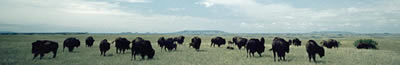 Grazing bison